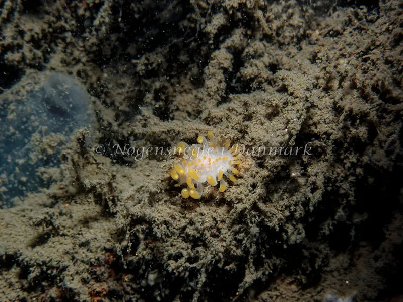 Limacia clavigera - Mir´s Vrag - Foto: Kenneth Krull