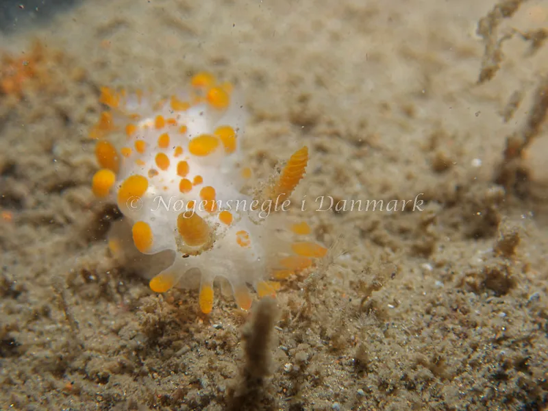 Limacia clavigera - Mir´s Vrag - Foto: Kenneth Krull