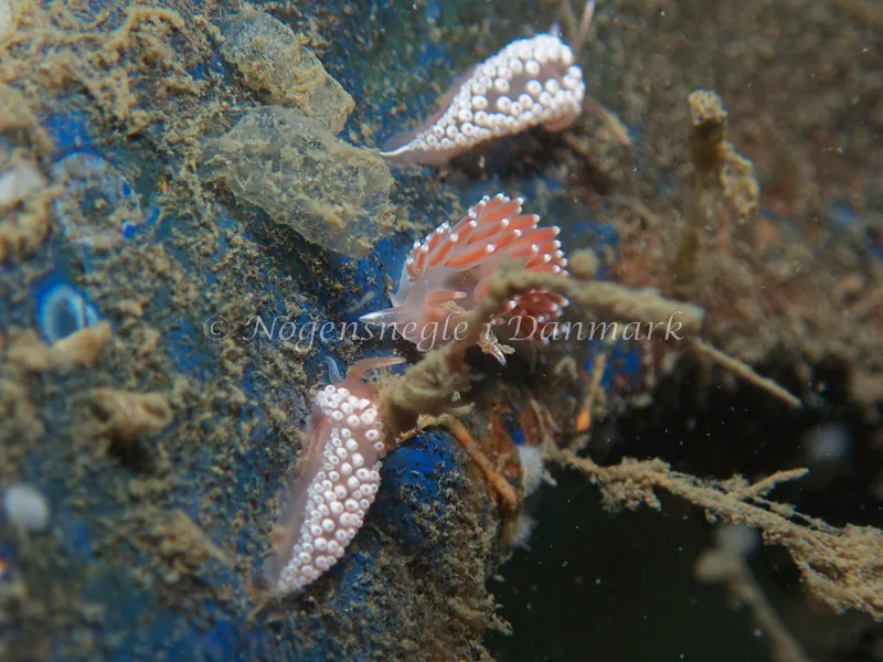 Coryphella verrucosa - Bjugnfjord (Vrag) - Foto: Kenneth Krull
