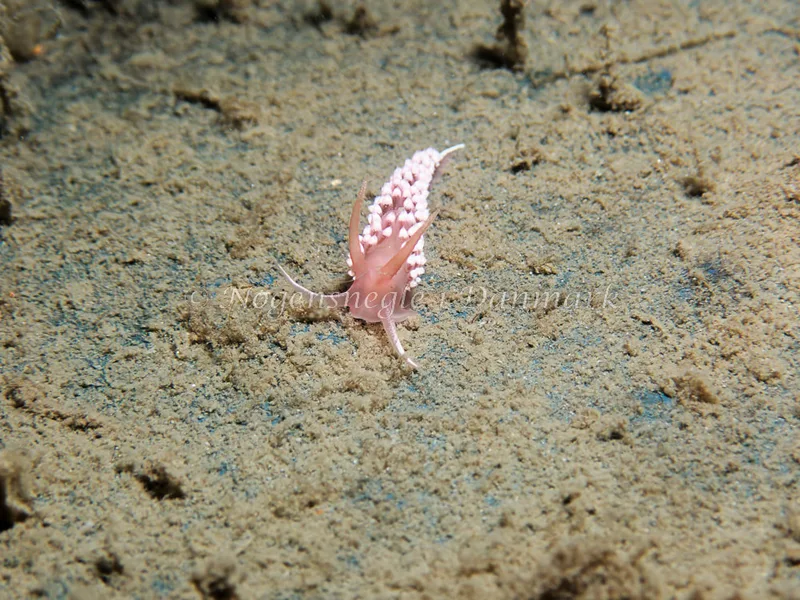 Coryphella verrucosa - Bjugnfjord (Vrag) - Foto: Kenneth Krull