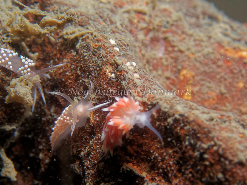 Coryphella verrucosa + Catriona aurantia - Bjugnfjord (Vrag) - Foto: Kenneth Krull