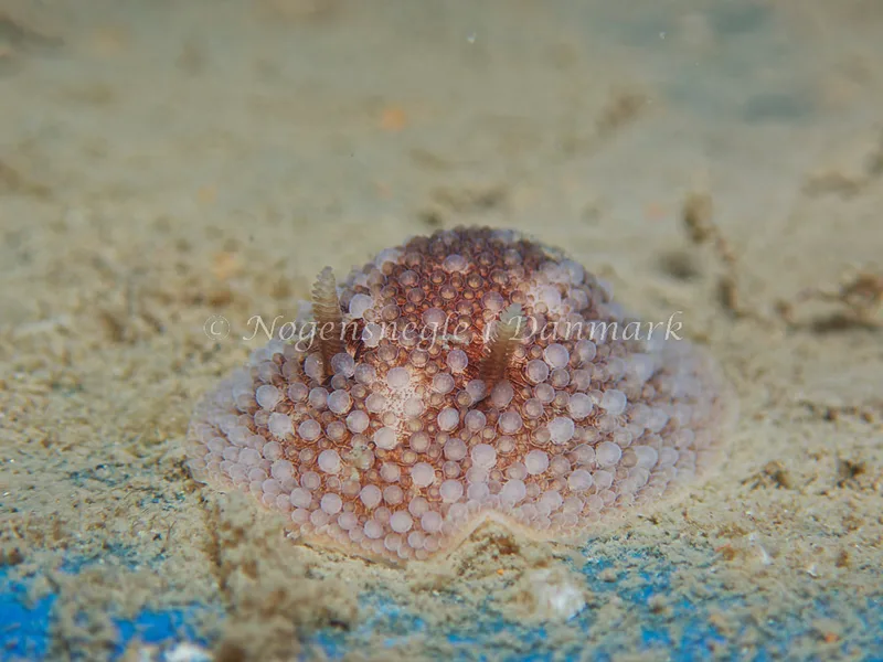 Onchidoris bilamellata - Bjugnfjord (Vrag) - Foto: Kenneth Krull