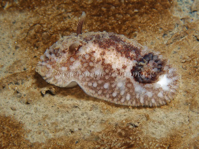 Onchidoris bilamellata - Bjugnfjord (Vrag) - Foto: Kenneth Krull