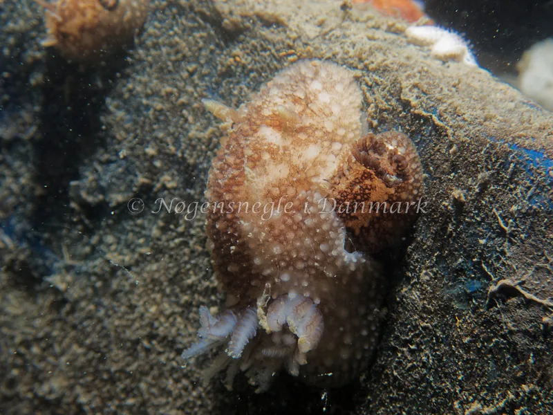 Onchidoris bilamellata - Bjugnfjord (Vrag) - Foto: Kenneth Krull