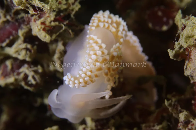Coryphella verrucosa - Prammen ved Grenå (Vrag) - Foto: Jens-Henrik Thrane