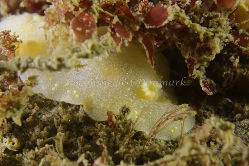 Cadlina laevis - Prammen ved Grenå (Vrag) - Foto: Jens-Henrik Thrane