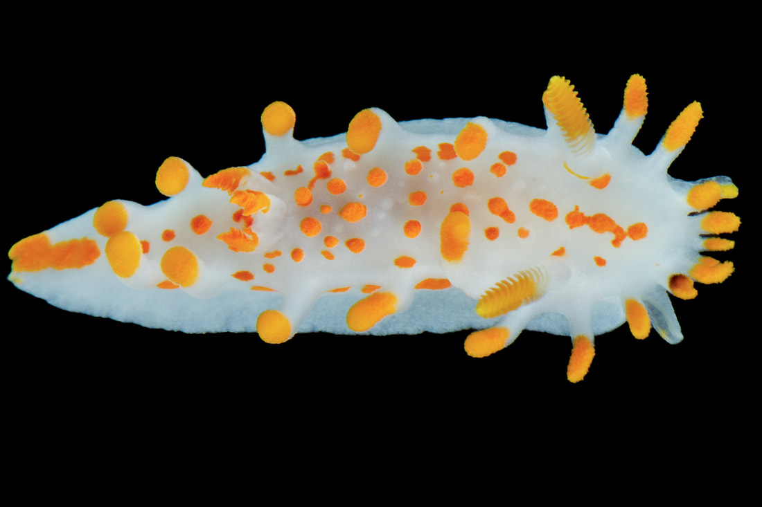 Limacia clavigera studiebillede med hvidlig krop, kølleformede kappeudvækster og lamellære rhinoforer.