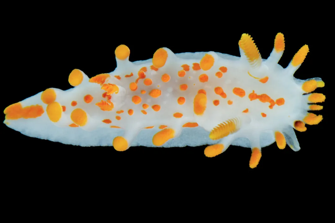 Limacia clavigera studiebillede med hvidlig krop, kølleformede kappeudvækster og lamellære rhinoforer.