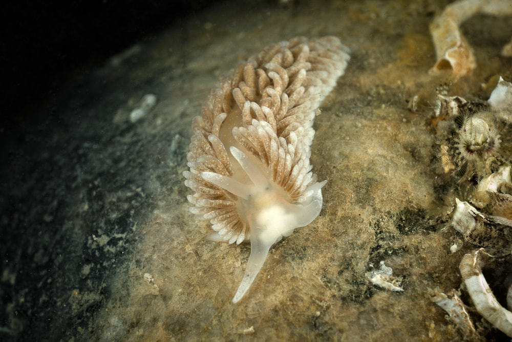 Aeolidiella glauca - Oddesund - Foto: Klaus Kevin Kristensen