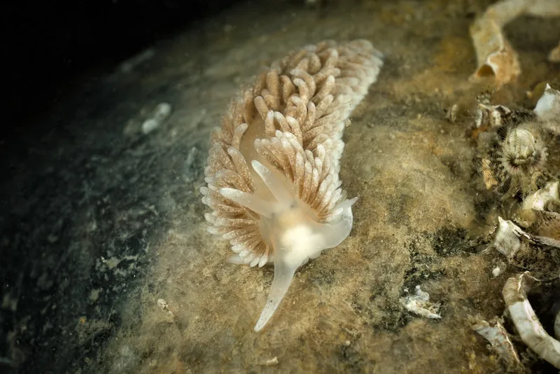 Aeolidiella glauca - Oddesund - Foto: Klaus Kevin Kristensen