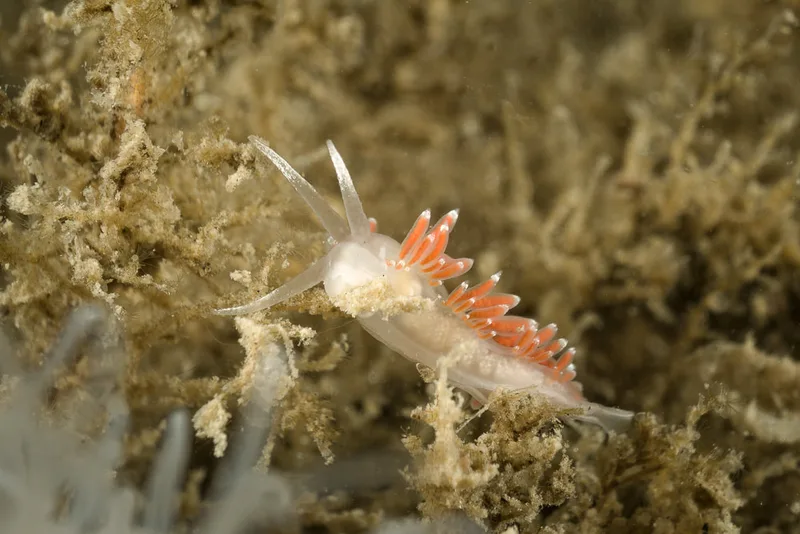 Microchlamylla gracilis - Oddesund - Foto: Klaus Kevin Kristensen