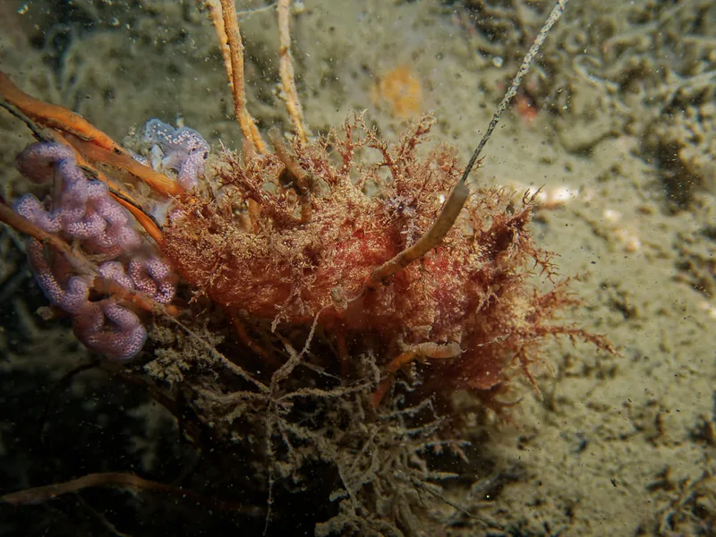 Dendronotus europaeus - Robert S/S (Vrag) - Foto: Kenneth Krull