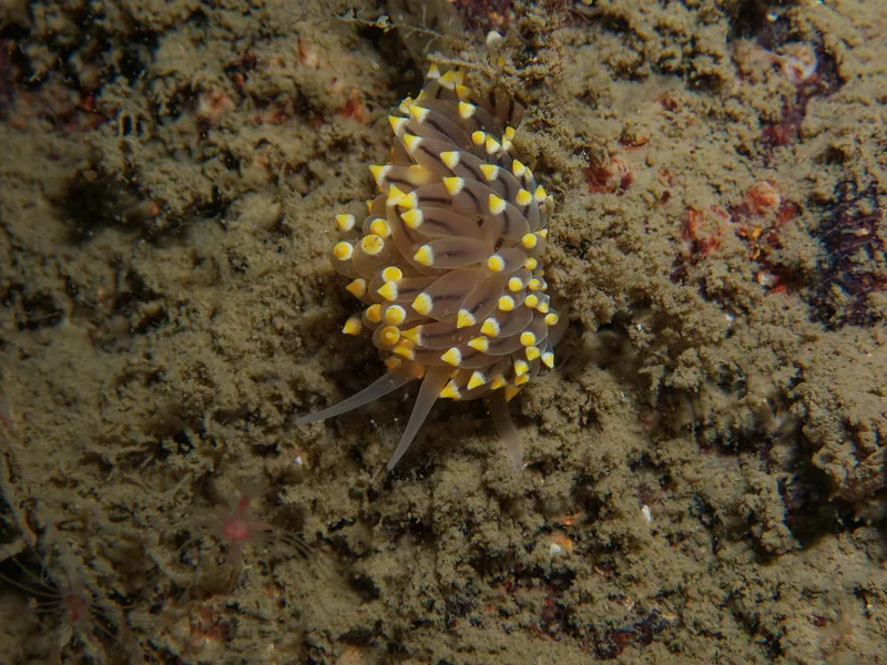 Eubranchus tricolor - Robert S/S (Vrag) - Foto: Kenneth Krull