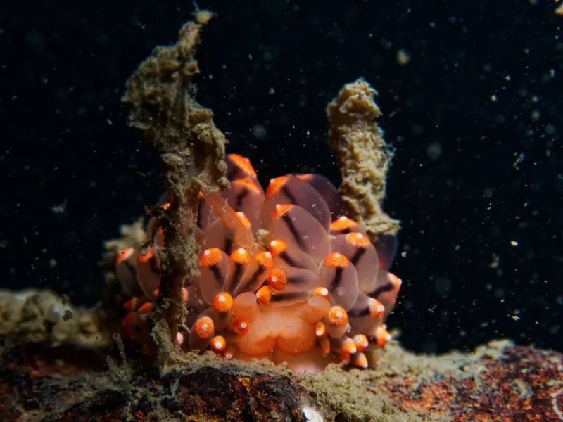 Eubranchus tricolor - Robert S/S (Vrag) - Foto: Kenneth Krull