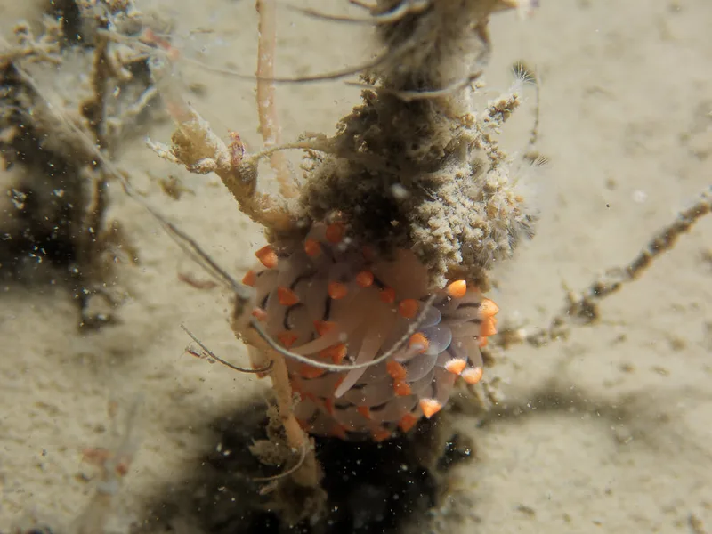 Eubranchus tricolor - Robert S/S (Vrag) - Foto: Kenneth Krull