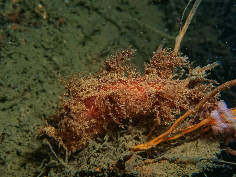 Dendronotus europaeus - Robert S/S (Vrag) - Foto: Kenneth Krull