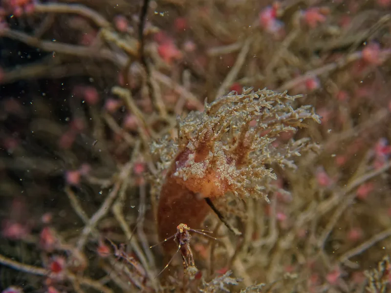 Dendronotus europaeus - Landgangsbåden (Vrag) - Foto: Kenneth Krull
