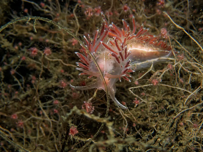 Fjordia lineata - Landgangsbåden (Vrag) - Foto: Kenneth Krull