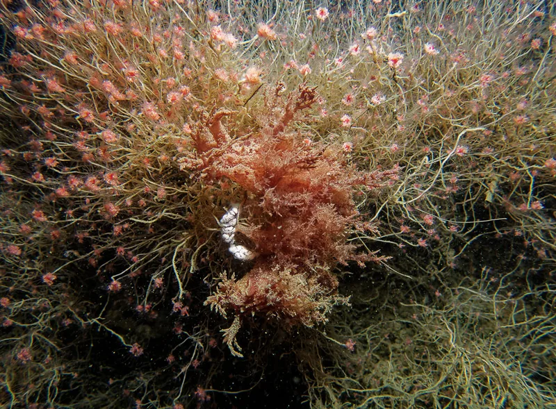 Dendronotus europaeus - Landgangsbåden (Vrag) - Foto: Kenneth Krull