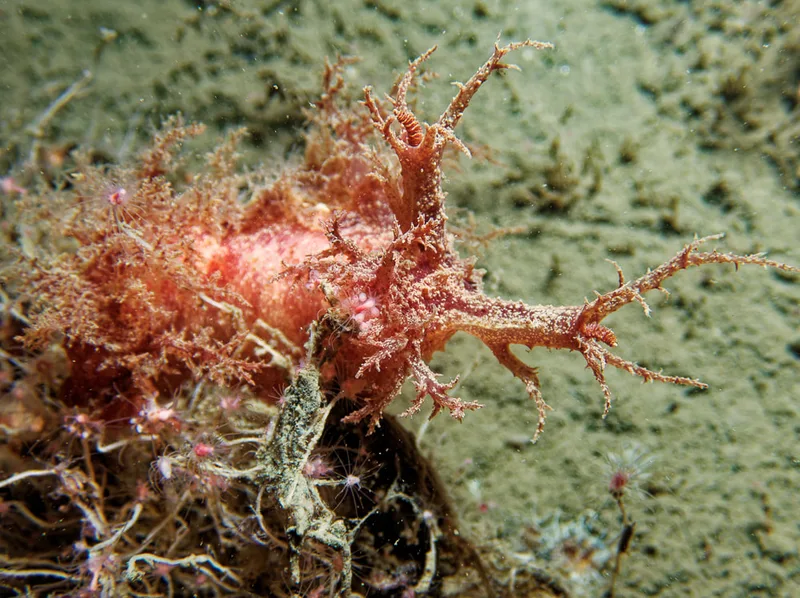Dendronotus europaeus - Landgangsbåden (Vrag) - Foto: Kenneth Krull