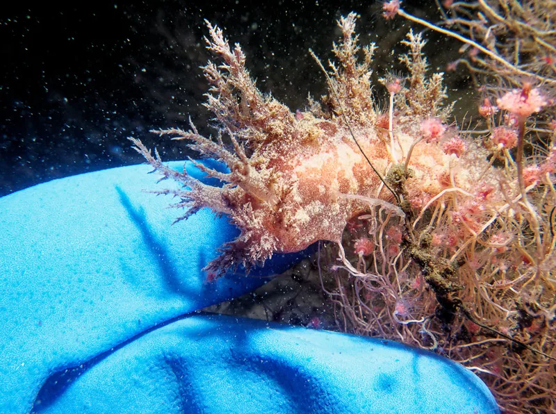 Dendronotus europaeus - Landgangsbåden (Vrag) - Foto: Kenneth Krull
