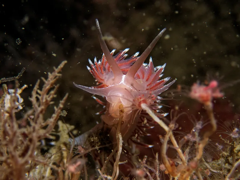 Fjordia lineata - Landgangsbåden (Vrag) - Foto: Kenneth Krull