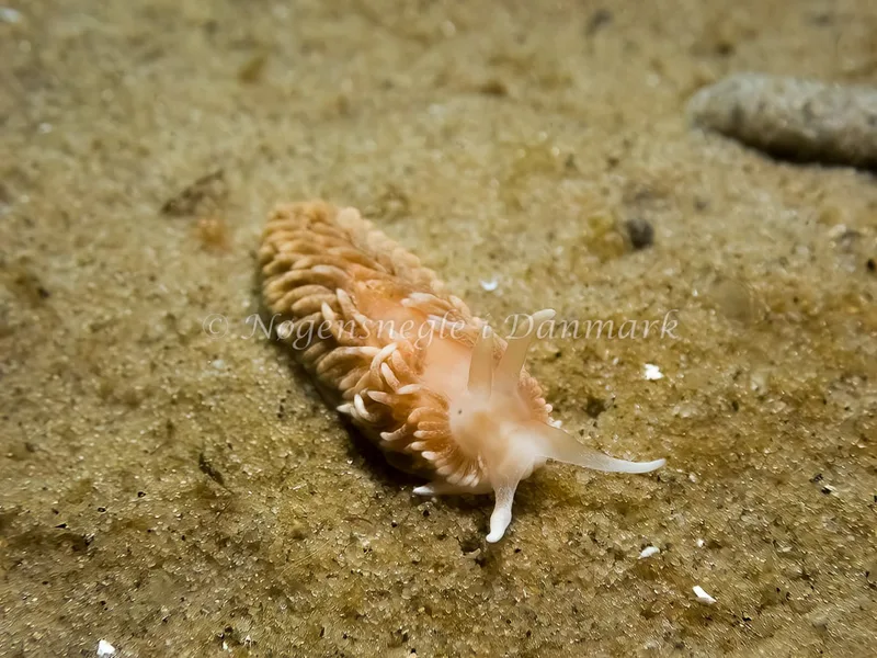 Aeolidiella glauca - Skagen, Sønderstrand - Foto: Thomas Hyldig