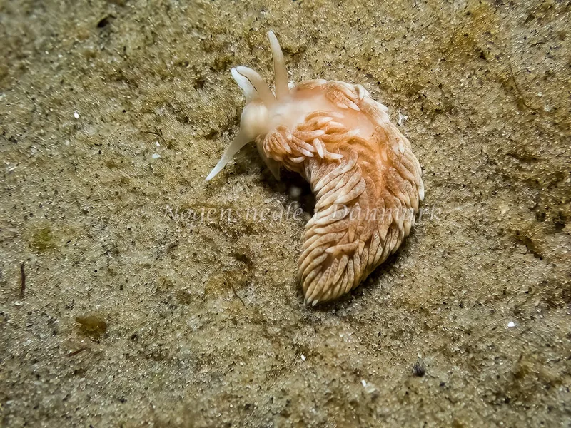 Aeolidiella glauca - Skagen, Sønderstrand - Foto: Thomas Hyldig