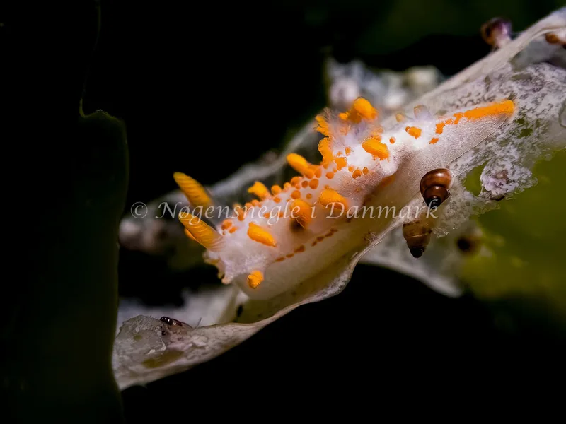 Limacia clavigera - Skagen, Sønderstrand - Foto: Thomas Hyldig
