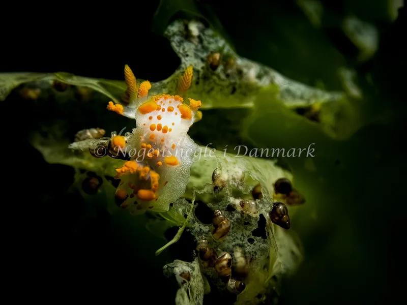 Limacia clavigera - Skagen, Sønderstrand - Foto: Thomas Hyldig