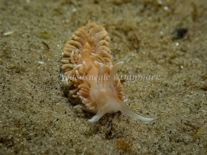 Aeolidiella glauca - Skagen, Sønderstrand - Foto: Thomas Hyldig