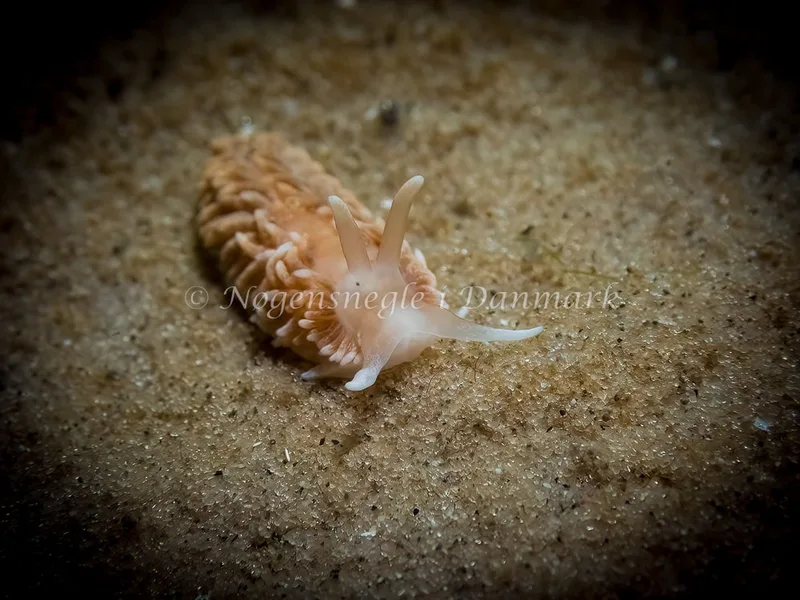 Aeolidiella glauca - Skagen, Sønderstrand - Foto: Thomas Hyldig