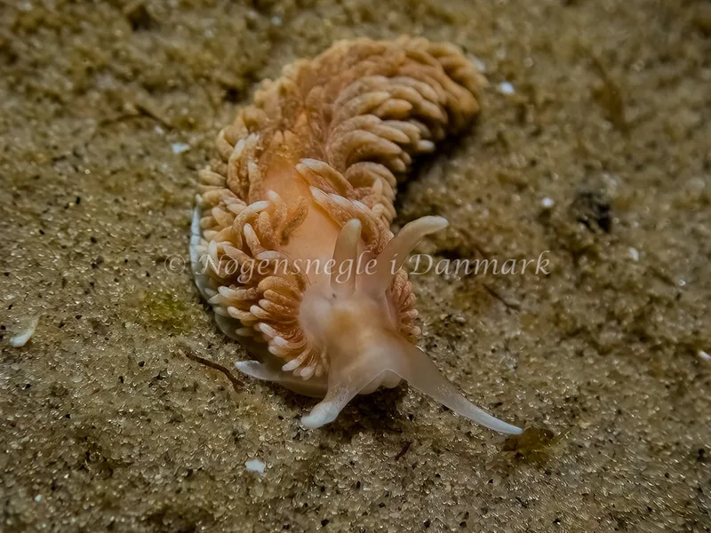 Aeolidiella glauca - Skagen, Sønderstrand - Foto: Thomas Hyldig