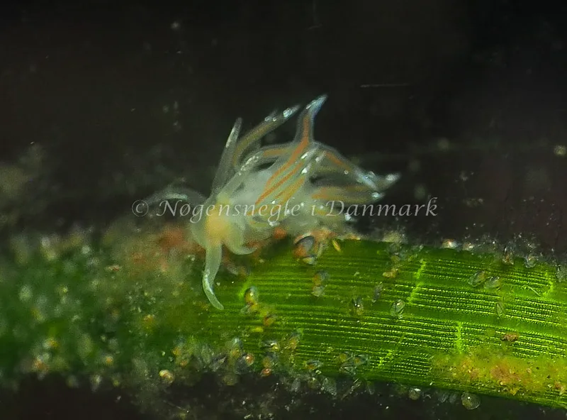 Facelina bostoniensis - Kollund Lillestrand - Foto: Jens Egon Jørgensen