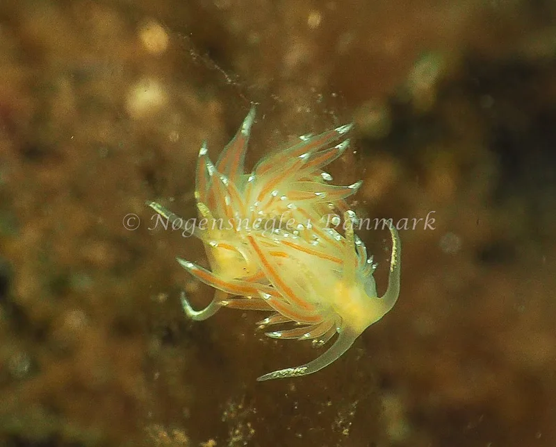 Facelina bostoniensis - Kollund Lillestrand - Foto: Jens Egon Jørgensen