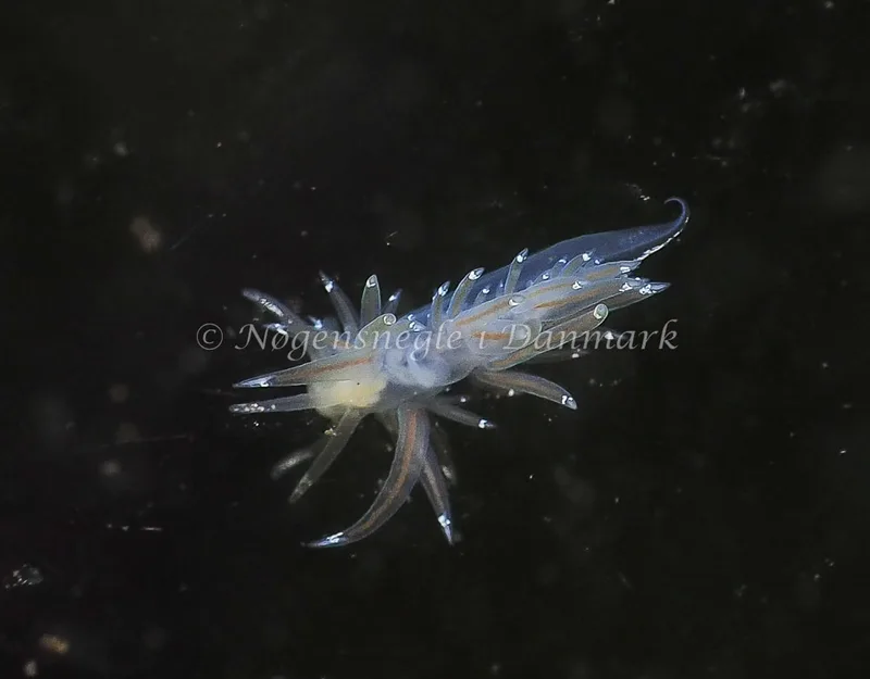 Facelina bostoniensis - Kollund Lillestrand - Foto: Jens Egon Jørgensen