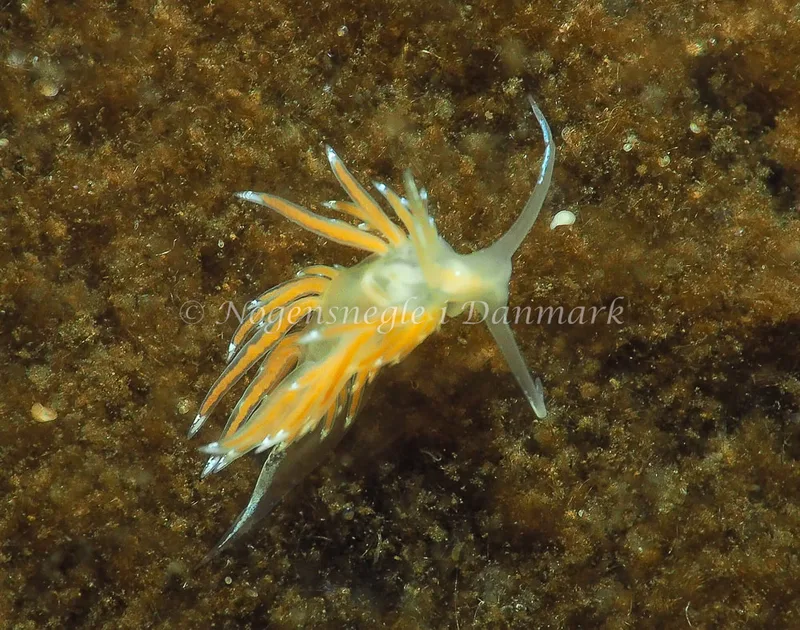 Facelina bostoniensis - Kollund Lillestrand - Foto: Jens Egon Jørgensen