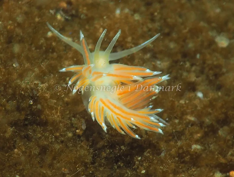 Facelina bostoniensis - Kollund Lillestrand - Foto: Jens Egon Jørgensen