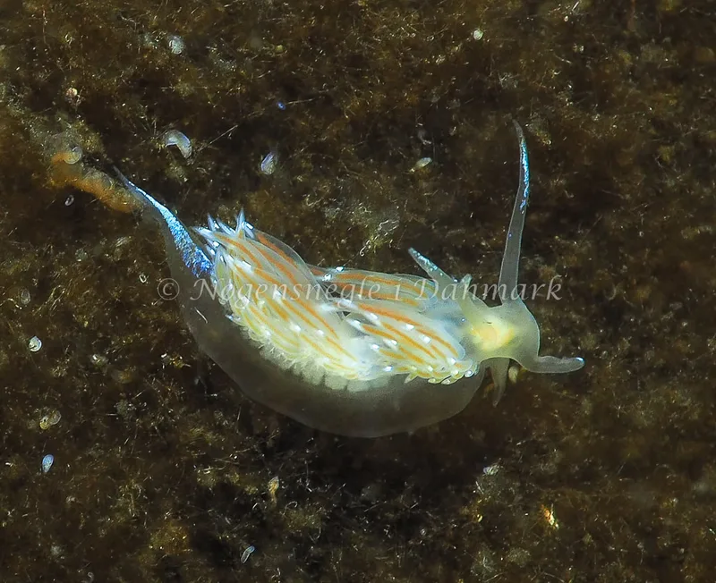 Facelina bostoniensis - Kollund Lillestrand - Foto: Jens Egon Jørgensen