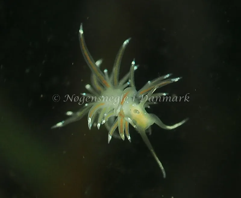 Facelina bostoniensis - Kollund Lillestrand - Foto: Jens Egon Jørgensen