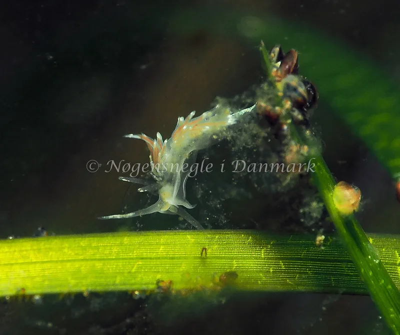 Facelina bostoniensis - Kollund Lillestrand - Foto: Jens Egon Jørgensen