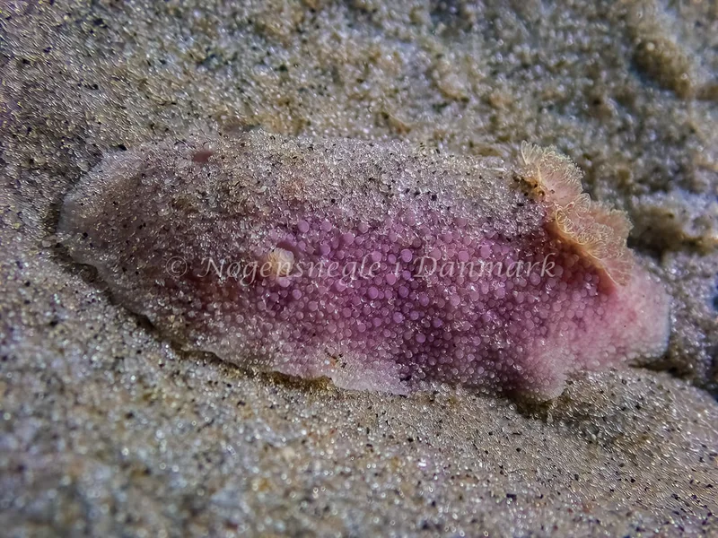 Doris pseudoargus - Skagen, Sønderstrand - Foto: Thomas Hyldig