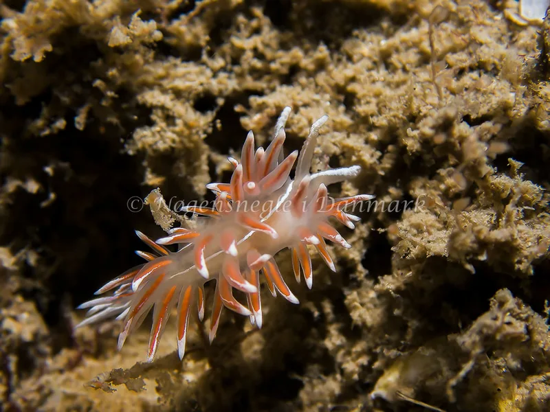 Fjordia lineata - Russeren (Vrag) - Foto: Thomas Hyldig