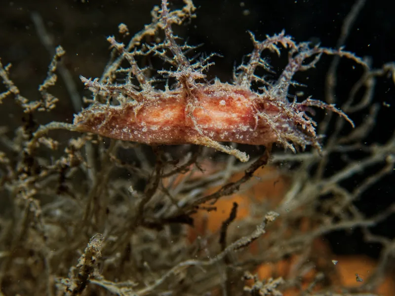 Dendronotus frondosus - Robert S/S (Vrag) - Foto: Kenneth Krull