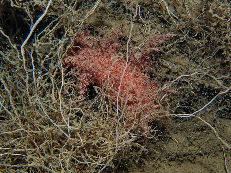 Dendronotus europaeus - Robert S/S (Vrag) - Foto: Kenneth Krull