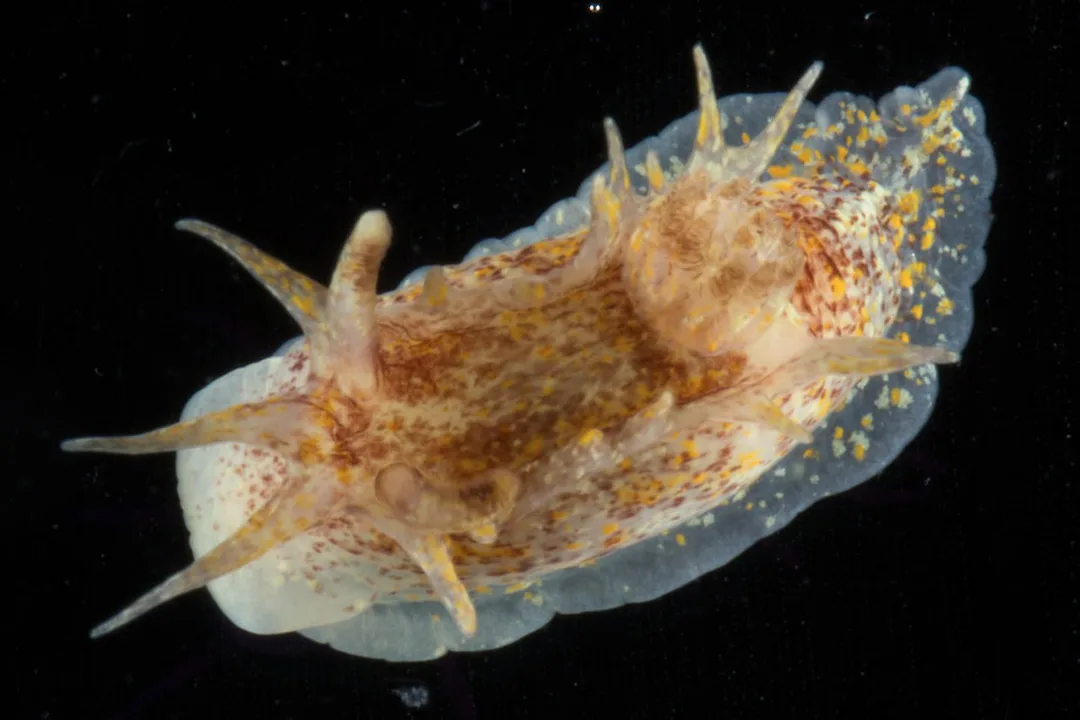 Okenia aspersa – Black Box; oval krop, lange kappetuberkler og spættede gule og brunlige pigmentpletter.