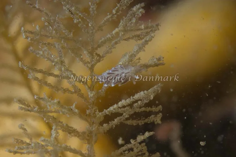 Cuthonella concinna - Ammoniakhavnen - Foto: Kim Sørensen
