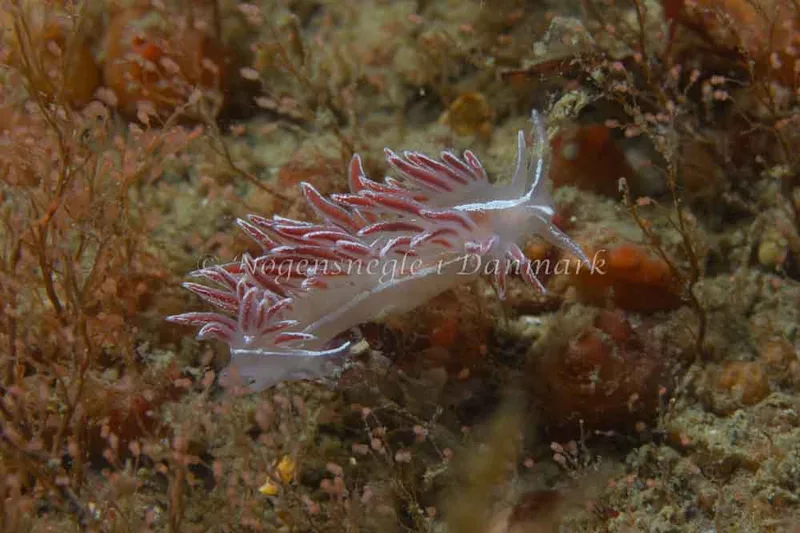 Coryphella monicae - Ammoniakhavnen - Foto: Kim Sørensen