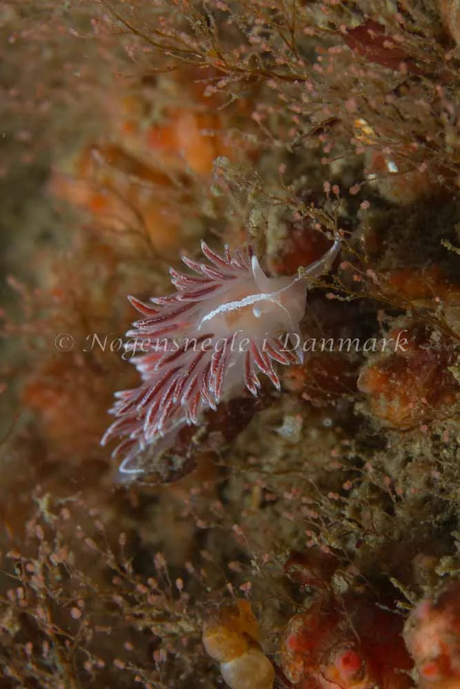 Coryphella monicae - Ammoniakhavnen - Foto: Kim Sørensen