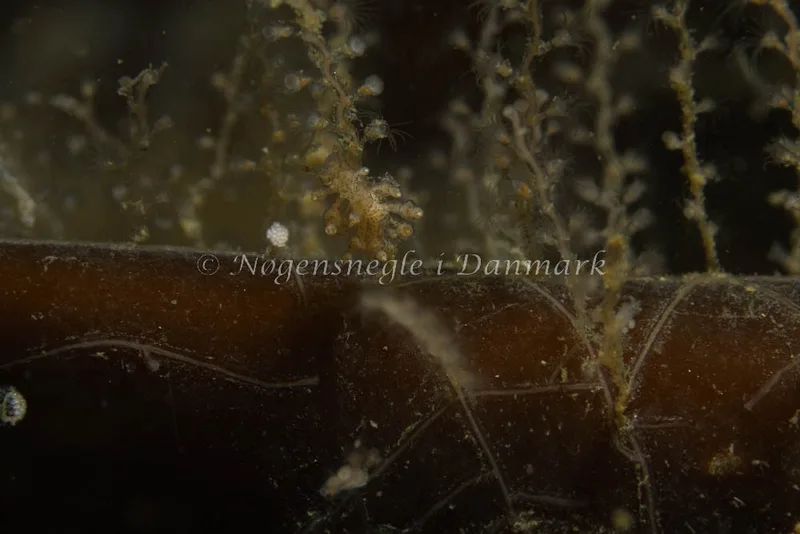Eubranchus scintillans - Ammoniakhavnen - Foto: Kim Sørensen